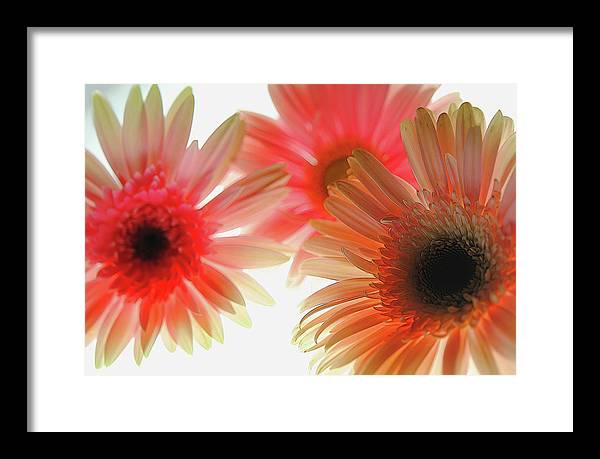 Flowers 2602 - Framed Print