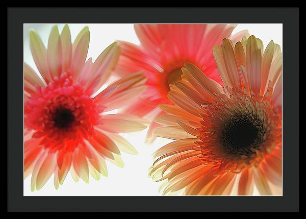 Flowers 2602 - Framed Print