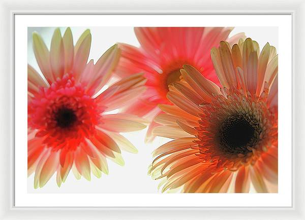 Flowers 2602 - Framed Print