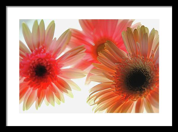 Flowers 2602 - Framed Print