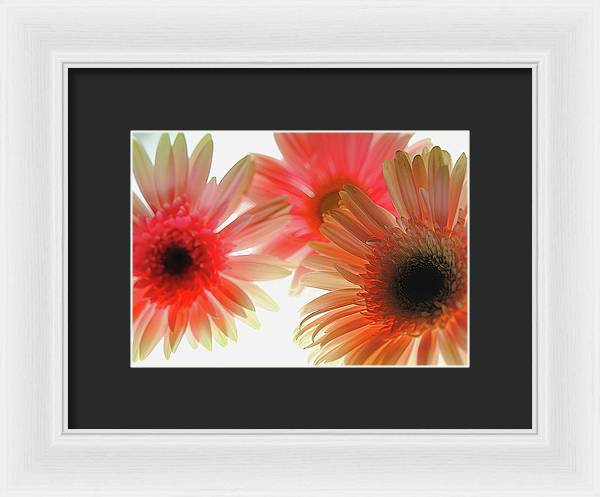 Flowers 2602 - Framed Print