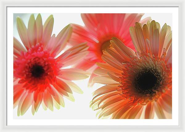 Flowers 2602 - Framed Print