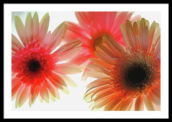 Flowers 2602 - Framed Print