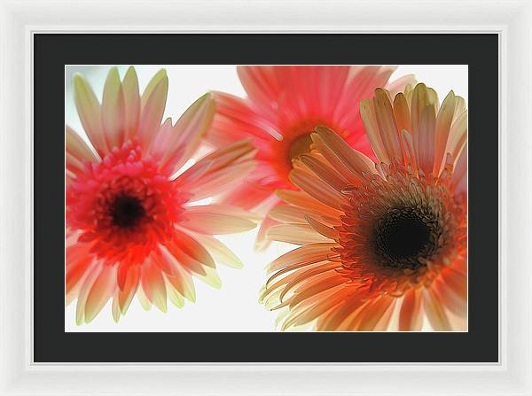 Flowers 2602 - Framed Print