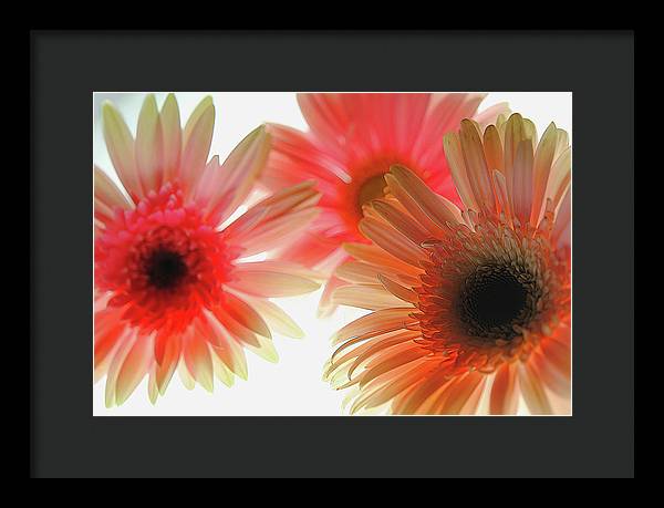 Flowers 2602 - Framed Print