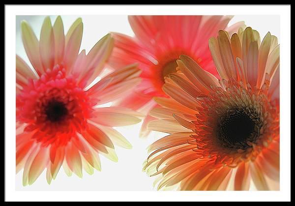 Flowers 2602 - Framed Print