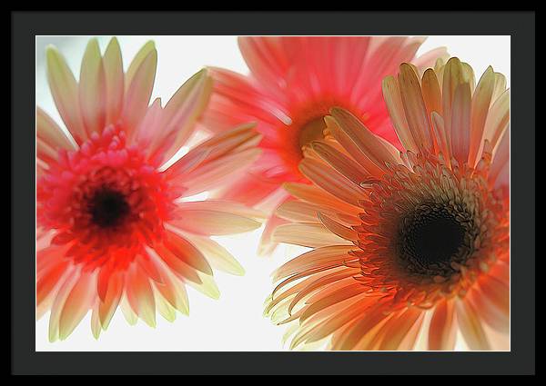 Flowers 2602 - Framed Print