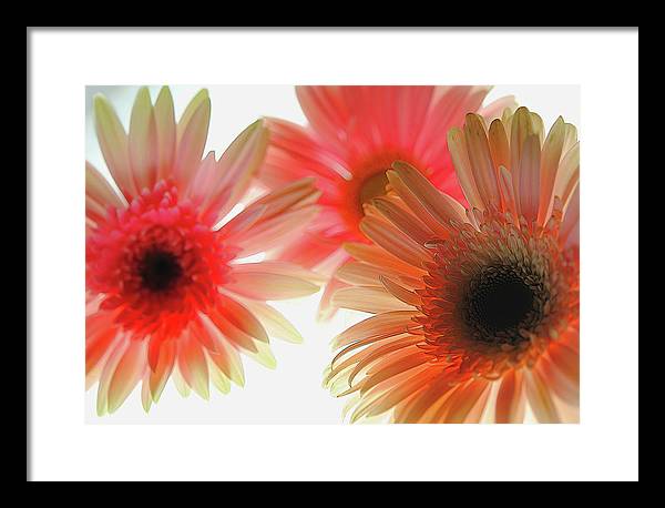 Flowers 2602 - Framed Print