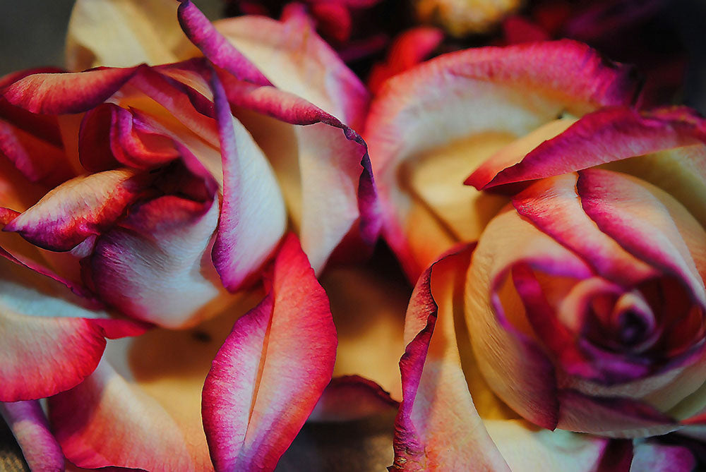 Flowers 76 Digital Image Download