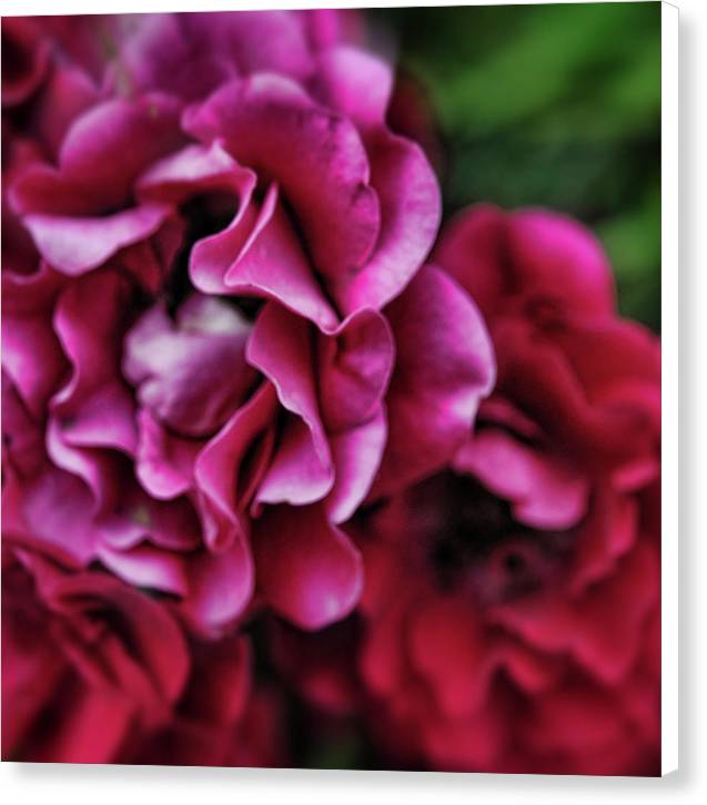 Fuchsia Flowers - Canvas Print