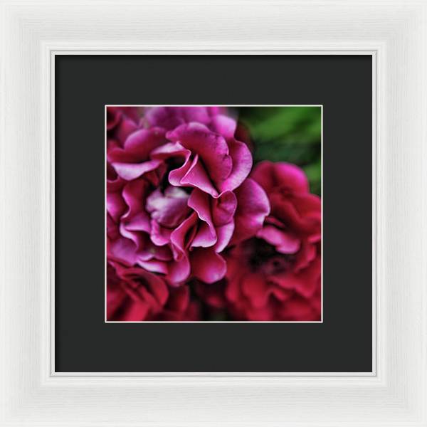 Fuchsia Flowers - Framed Print