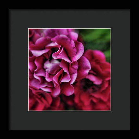 Fuchsia Flowers - Framed Print