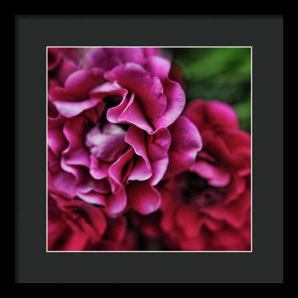 Fuchsia Flowers - Framed Print