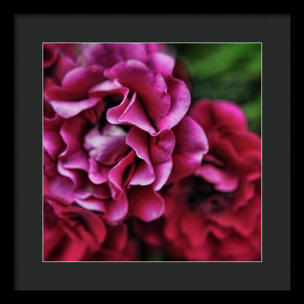 Fuchsia Flowers - Framed Print