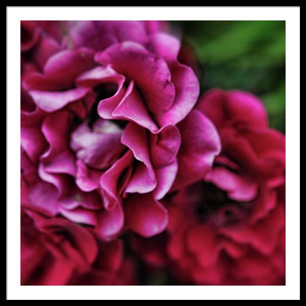 Fuchsia Flowers - Framed Print