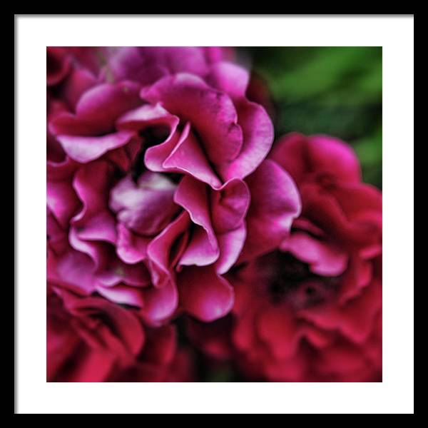 Fuchsia Flowers - Framed Print
