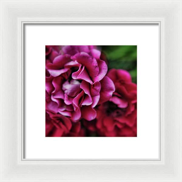 Fuchsia Flowers - Framed Print