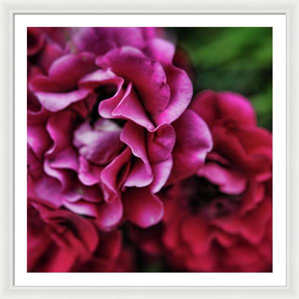 Fuchsia Flowers - Framed Print