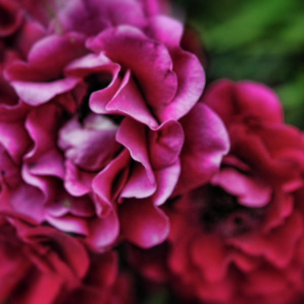 Fuchsia Flowers - Art Print