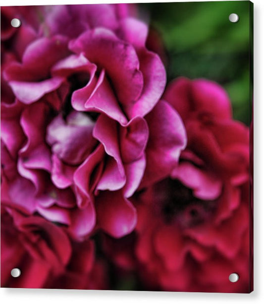 Fuchsia Flowers - Acrylic Print