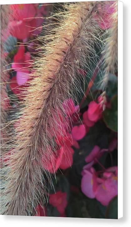 Grass and Geraniums - Canvas Print