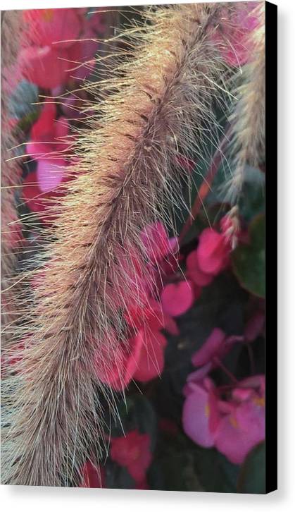 Grass and Geraniums - Canvas Print