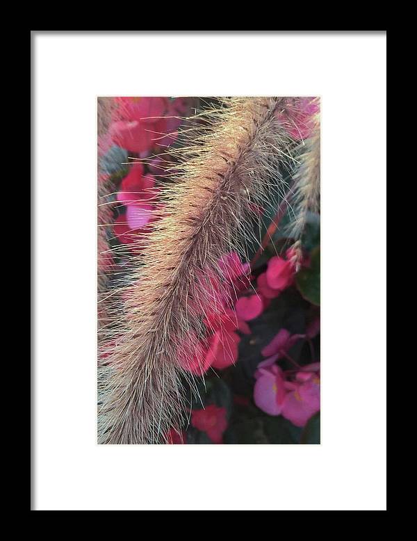 Grass and Geraniums - Framed Print