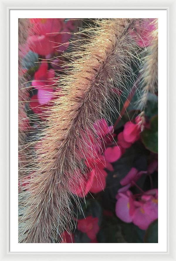 Grass and Geraniums - Framed Print