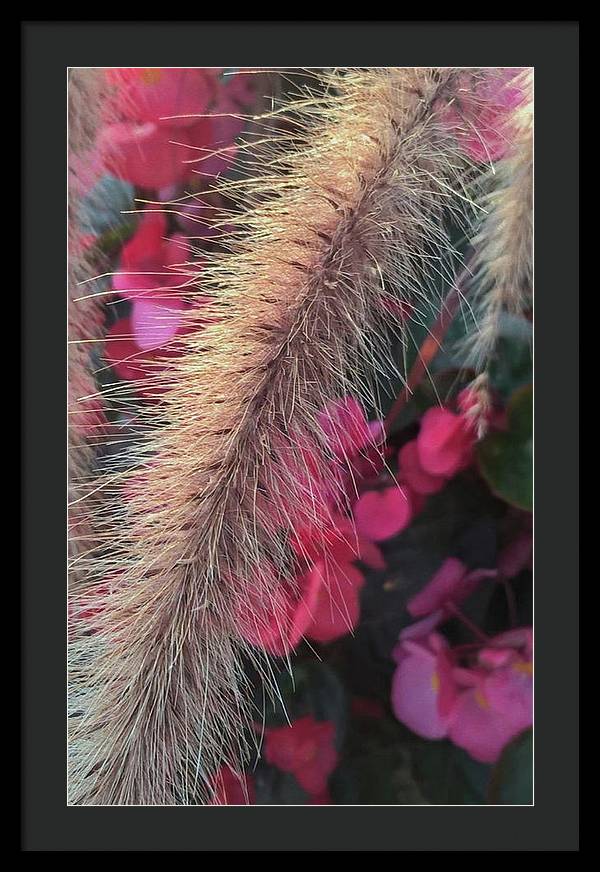 Grass and Geraniums - Framed Print
