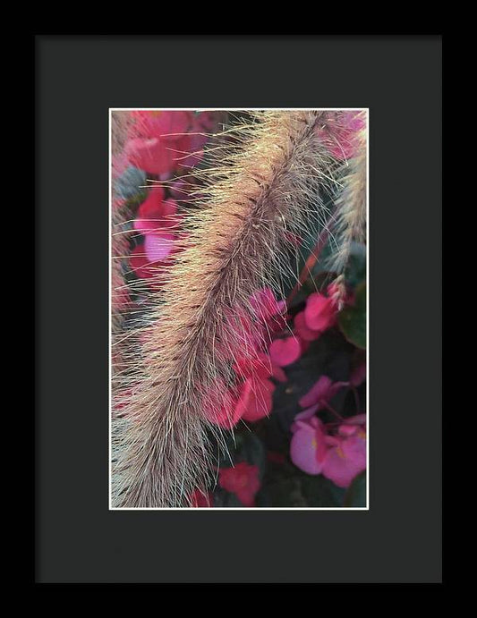 Grass and Geraniums - Framed Print