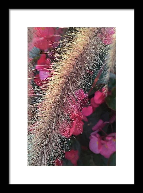 Grass and Geraniums - Framed Print