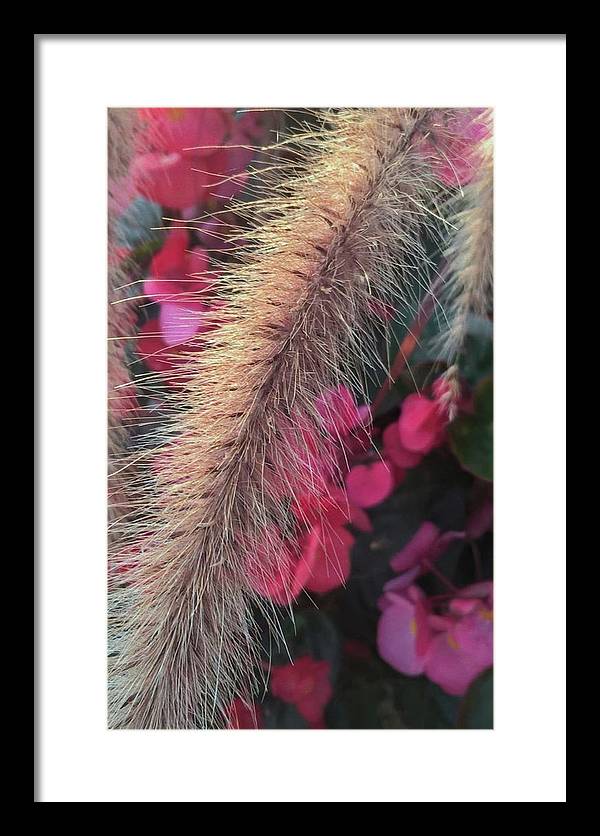 Grass and Geraniums - Framed Print