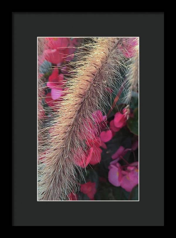Grass and Geraniums - Framed Print
