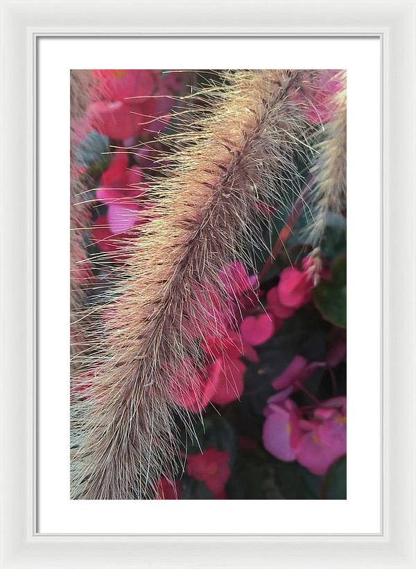 Grass and Geraniums - Framed Print