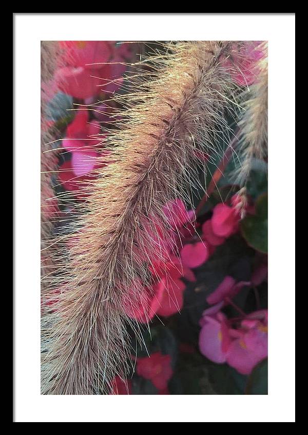 Grass and Geraniums - Framed Print