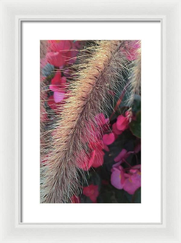 Grass and Geraniums - Framed Print