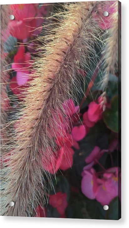 Grass and Geraniums - Acrylic Print