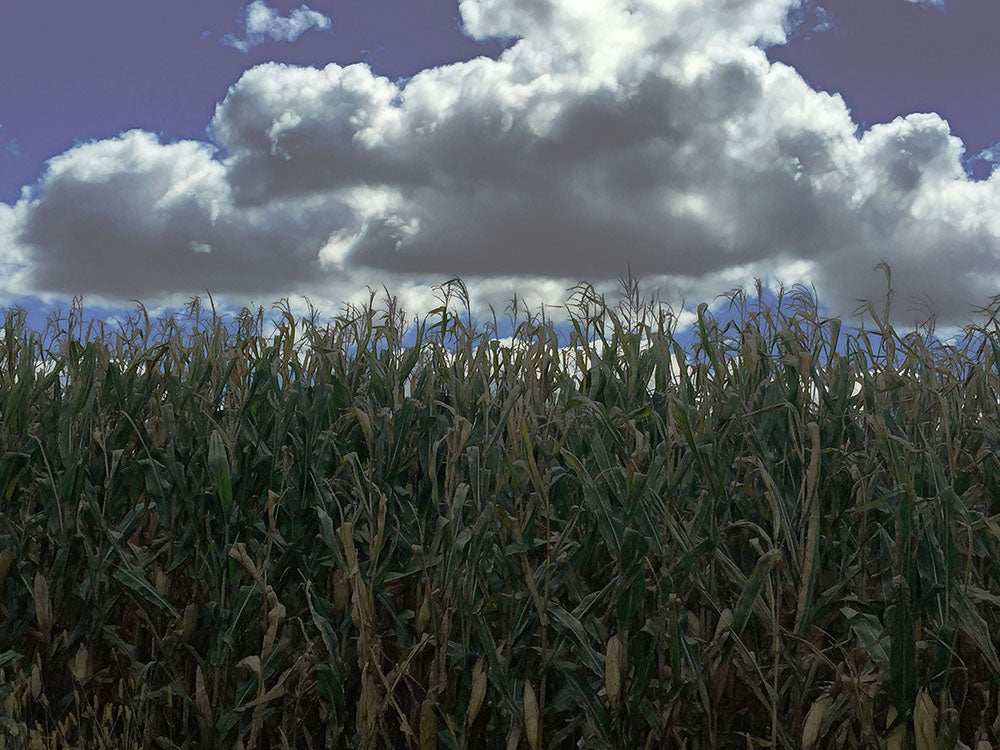 Hebron Cornfield Digital Image Download