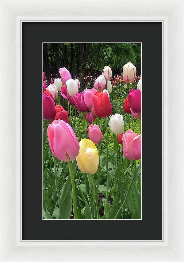 Home Chicago Tulips - Framed Print