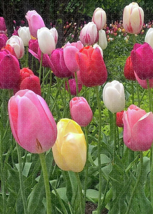 Home Chicago Tulips - Puzzle