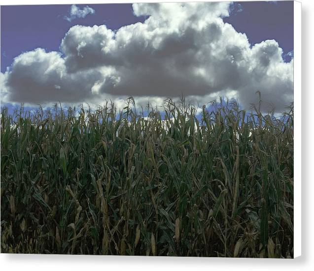 Illinois Corn - Canvas Print
