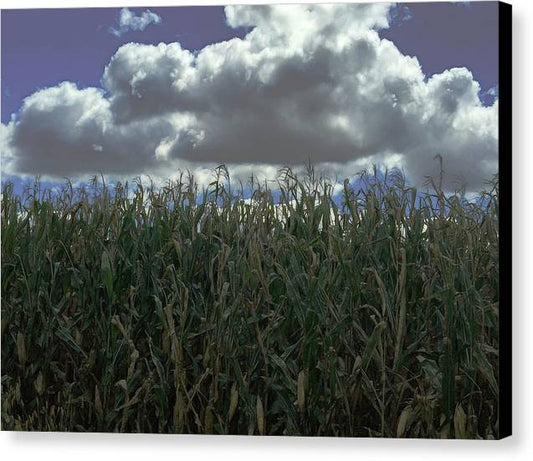 Illinois Corn - Canvas Print