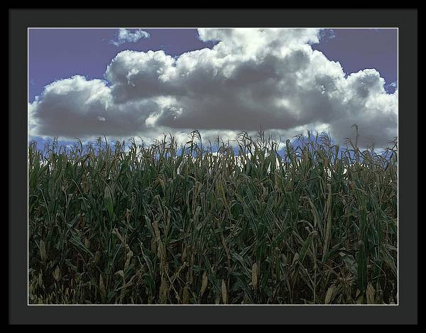Illinois Corn - Framed Print