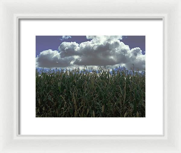 Illinois Corn - Framed Print