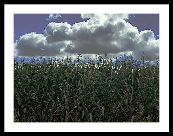 Illinois Corn - Framed Print