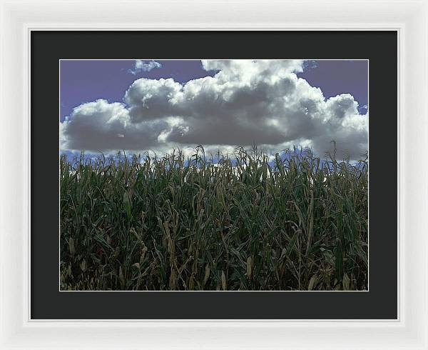 Illinois Corn - Framed Print