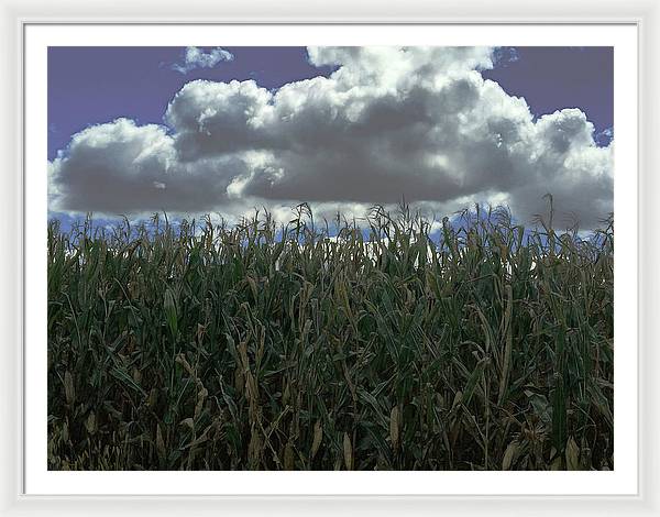 Illinois Corn - Framed Print