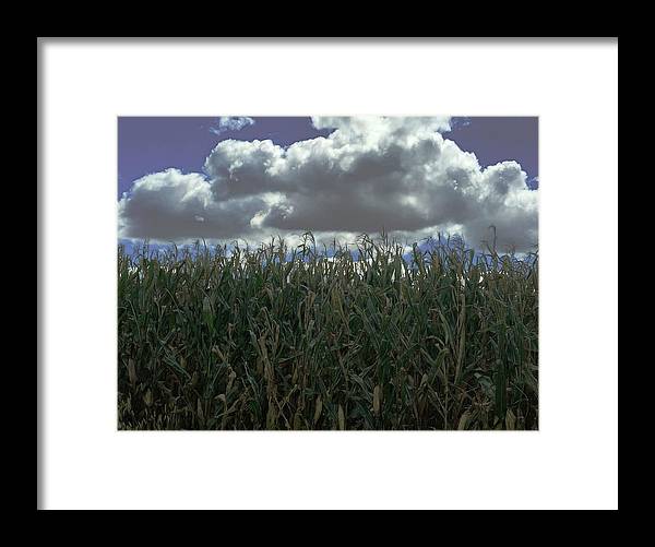 Illinois Corn - Framed Print