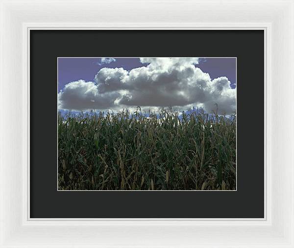 Illinois Corn - Framed Print