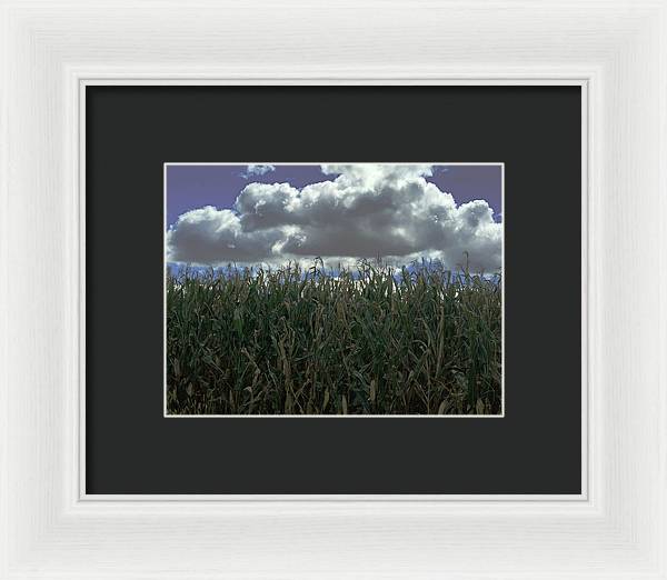 Illinois Corn - Framed Print